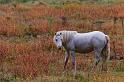 53 Veluwezoom, ijslandse pony
